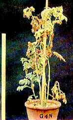 Potato Plant in Sand Culture 