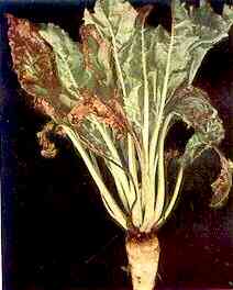 Sugar Beet Plant 