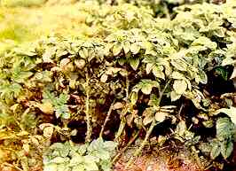Potato Foliage, Field View 