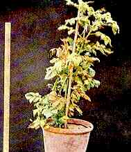 Potato Plant in Sand Culture 