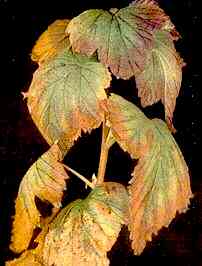Black Currant Foliage 