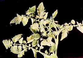 Plate 74 - Tomato Foliage - Intervenal chlorosis and necrosis of tip foliage. 
Iron Deficiency 
Tip leaves chlorosis of leaflets, most severe near midribs and bases, followed by necrosis.  