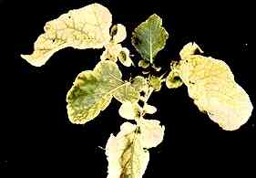 Marrow Stem Kale Plant 