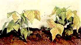 Dwarf (French) Bean Plants 