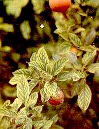 Apple Foliage (var. Cox Orange Pippin) 