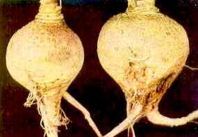 Plate 99 - Swede Roots � External View � Rough skin condition. 
Boron Deficiency 
Rough skin condition found accompanying Brown Heart but not usual. 