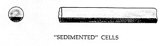 Figure 178 - SEDIMENTED CELLS 