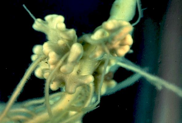 A home for Bacteria.
 
Click on Picture for Next Slide. 