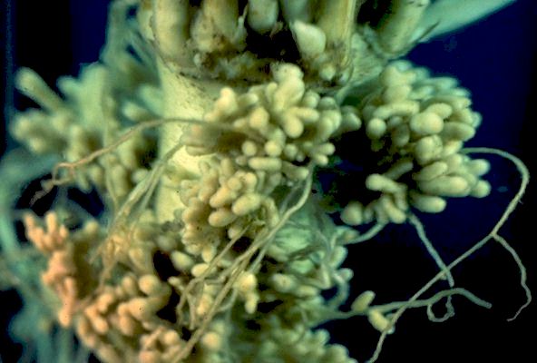 Homes for Hungry Bacteria.
 
Click on Picture for Next Slide. 