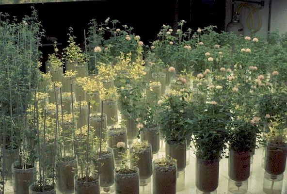 Testing the effects of Bacteria on Plants.
 
Click on Picture for Next Slide. 