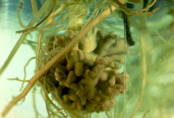 Symbiotic Nitrogen Fixing Bacteria Nodules on the Roots of Plants.
 
Click on Picture for Next Slide. 