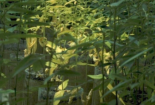 The Yellow Plants Are The Controls. They Have No Bacteria. 
The same everything, Except ... 
 
Click on Picture to Start Over. 