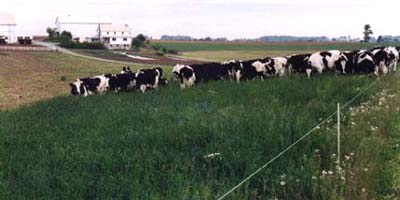 ******* ORGANIC GARDENING SUCCESS STORIES *******
 
         Agronics' Fertimax Humic Acid Colloidals at work. 
 
JOHN F. ESH, Peach Bottom, Pennsylvania pastures 35 milk cows on only 5 acres of organic alfalfa from early April until late October. 
Since starting to farm biologically, in 1986, my herd has been so healthy that I couldn't keep a contract veterinarian -- and haven't needed one.
Should a cow not settle on her first cycle, I'd beef her; --Not Anymore, organic farming ...
Note: the Weeds where FERTIMAX Humates was Not Spread. 