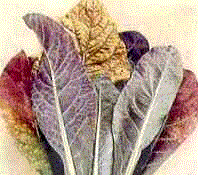 Plants with Nutritional Problems. 
 
Link to -- Color Pictures of Mineral Deficiencies in Plants.
@ The Tortoise Shell Life Science Puzzle Box 